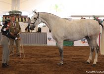 W CIBELES VIDA, DE S. NICOLAS, CAMPEONA NACIONAL DE MEXICO, PRESENTA CATALINO GONZALEZ